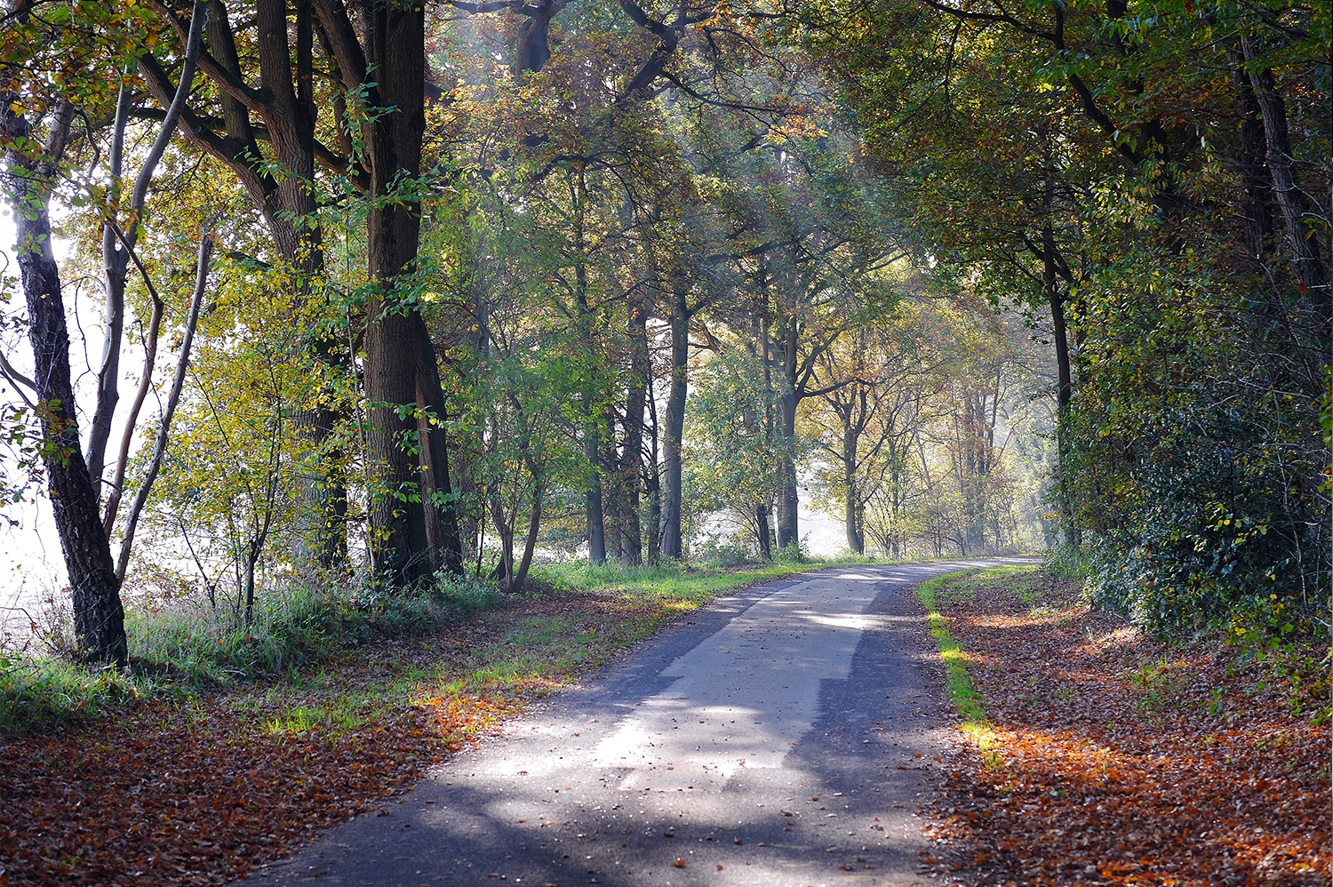 Allee mit Sonnenstrahlen