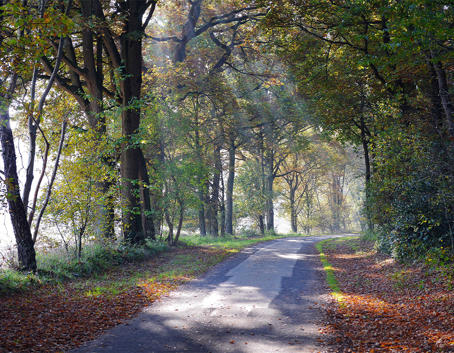 Allee mit Sonnenstrahlen